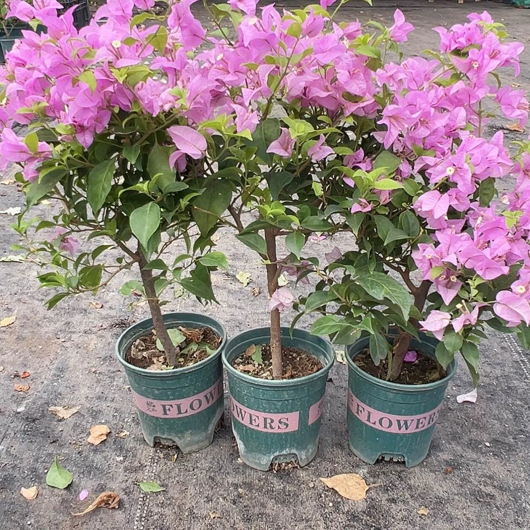 大部分花苞少量开放巴西紫掌中宝一颗