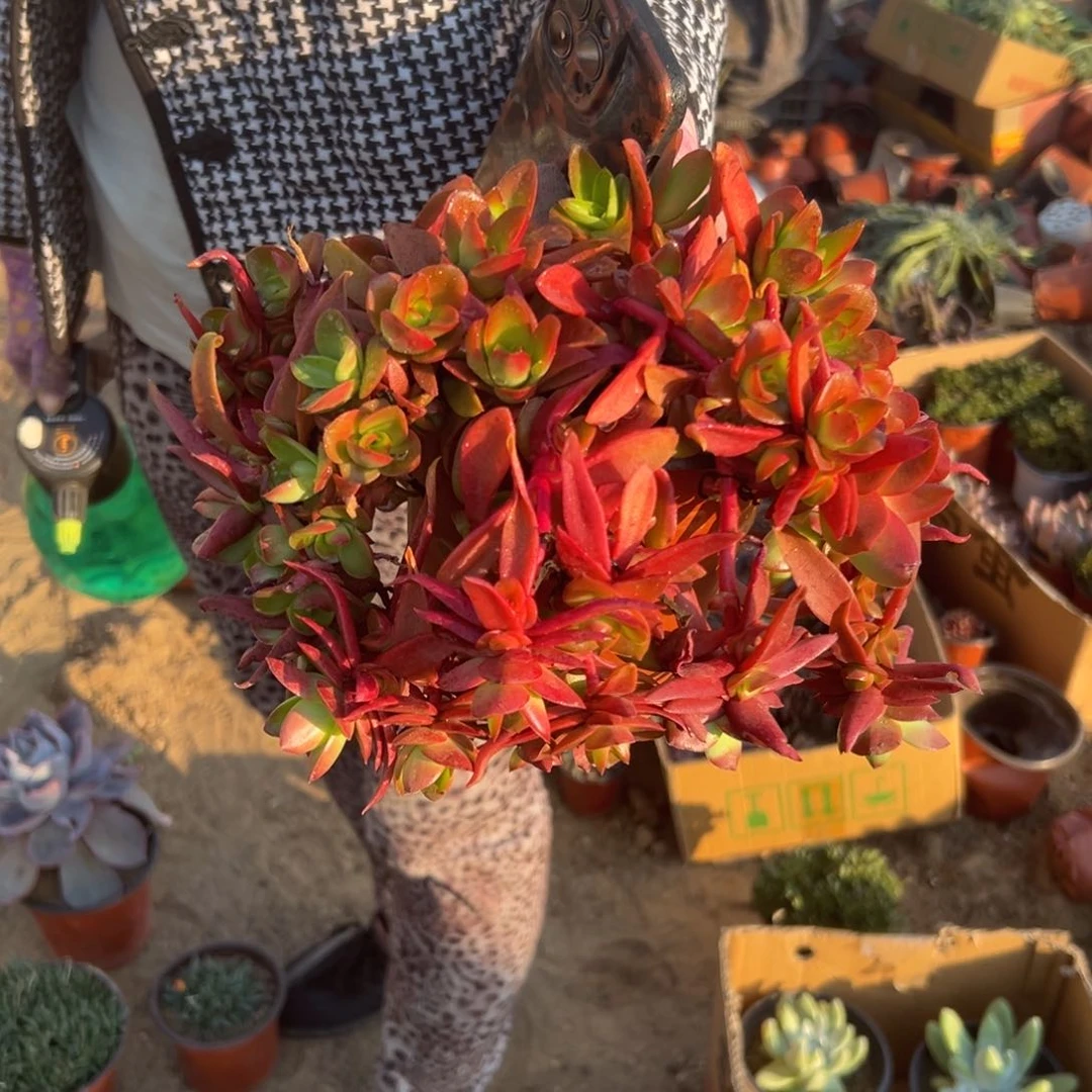 多肉植物多肉植物