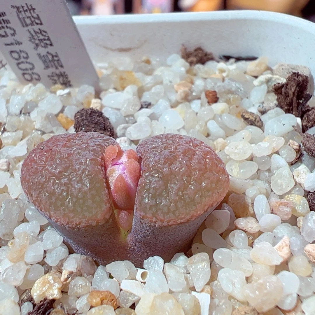 1116-138多肉多肉超级蛋糕