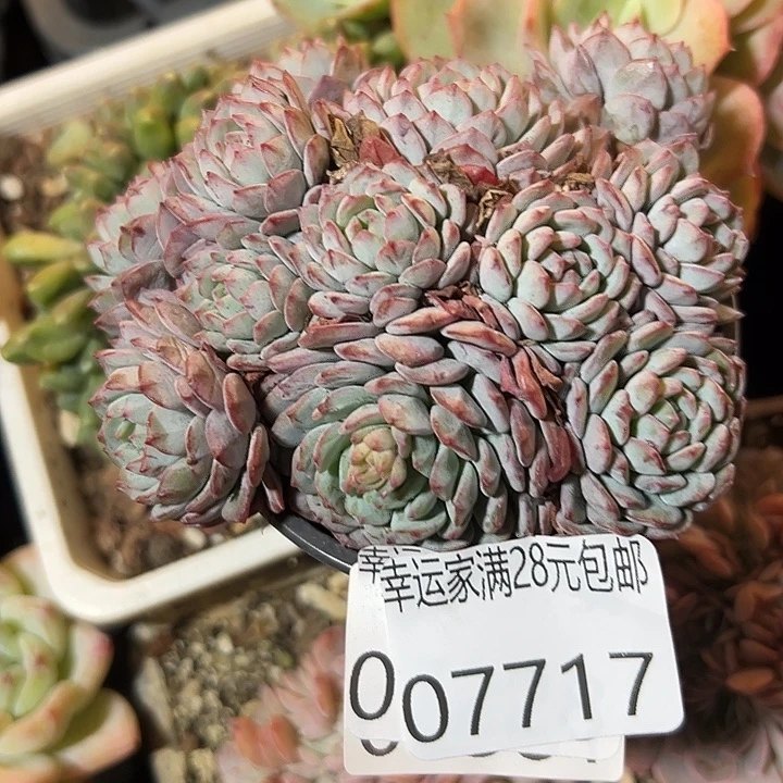 幸运儿的一句台词我