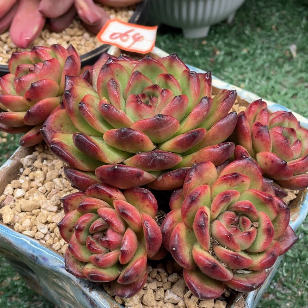 064 一物一拍28包邮非偏远