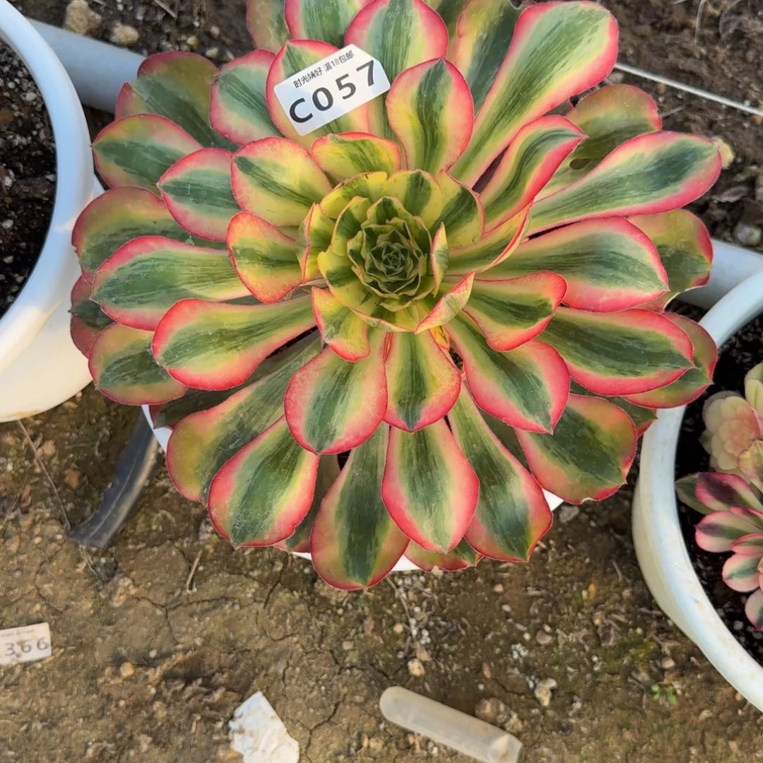 用***0057爱丽丝到秋。多肉植物