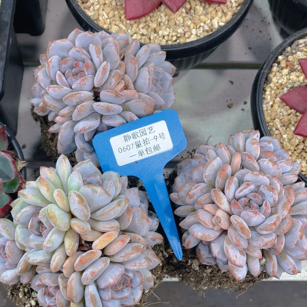 0607-9-糖心石榴籽手捧群一颗量拍