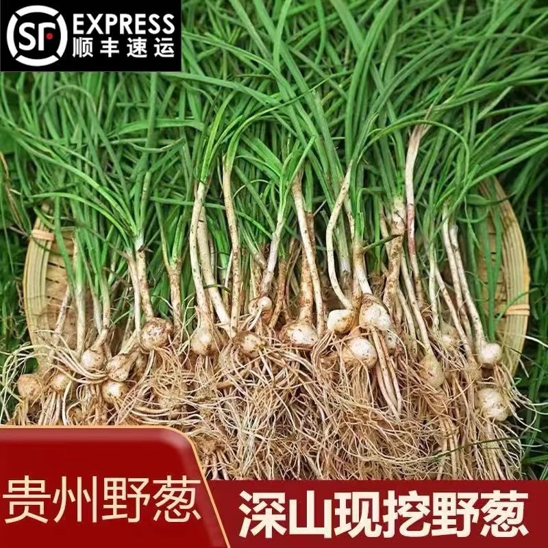 【顺丰优选】贵州野葱新鲜野香葱野蒜小根蒜野胡葱香葱小葱现挖现卖