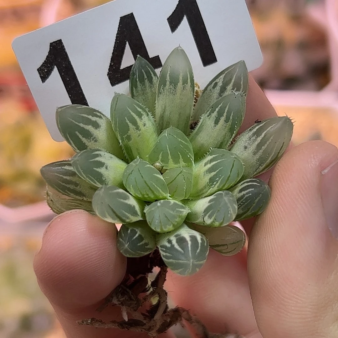 红红火火恍恍惚惚