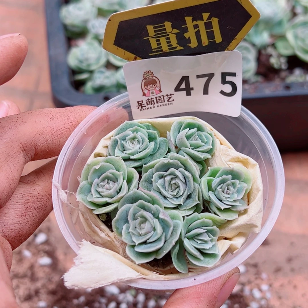 多肉植物多肉植物