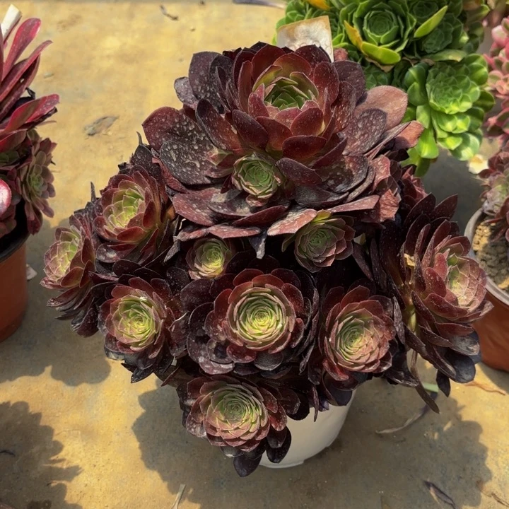 赤焰莲多肉处理不包断头3898