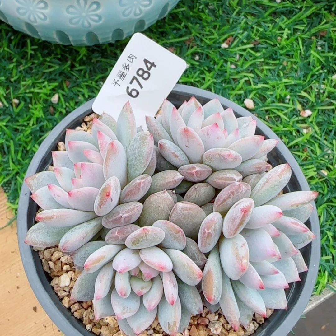 星星橙，6784多肉植物