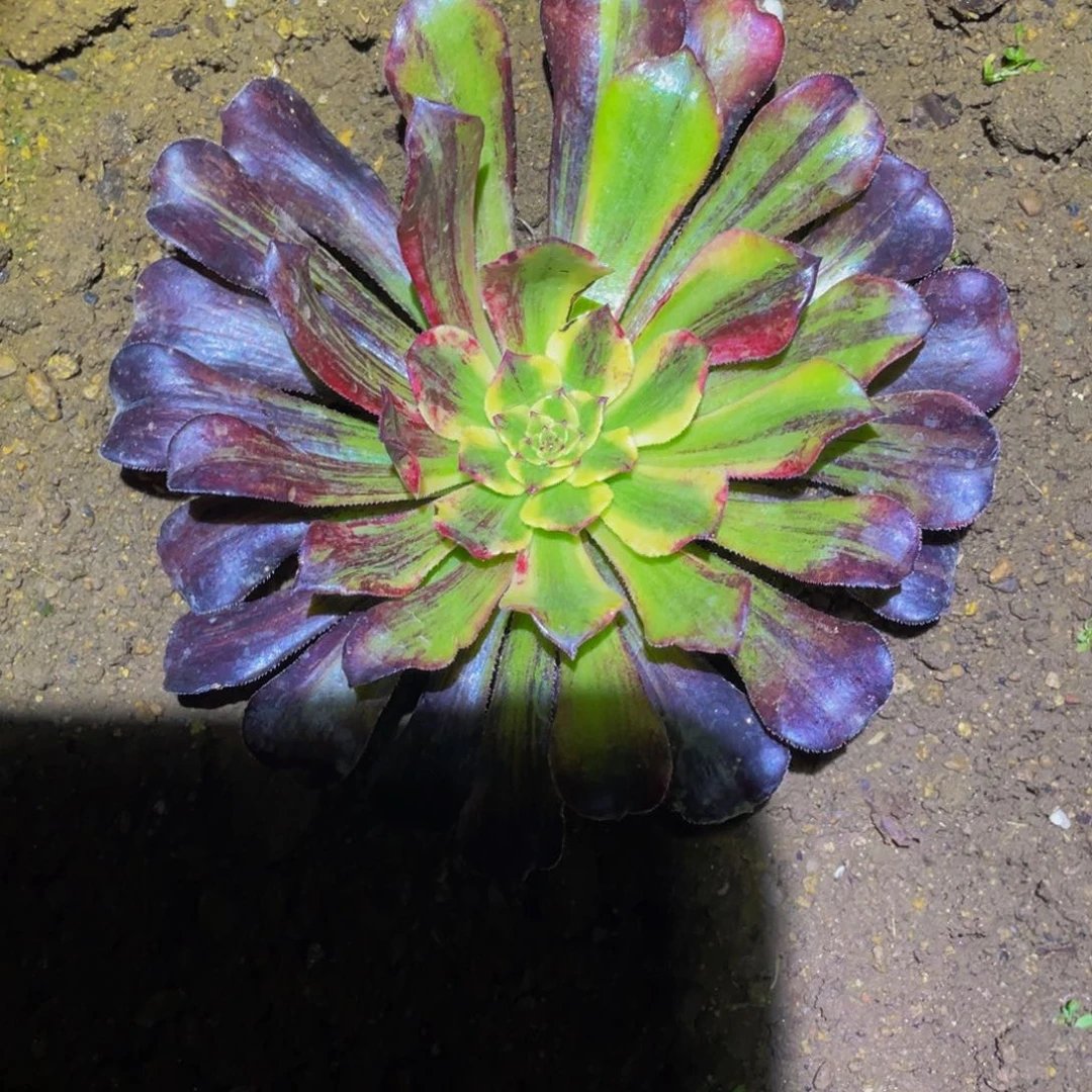 舞天姬拉丝多肉植物493