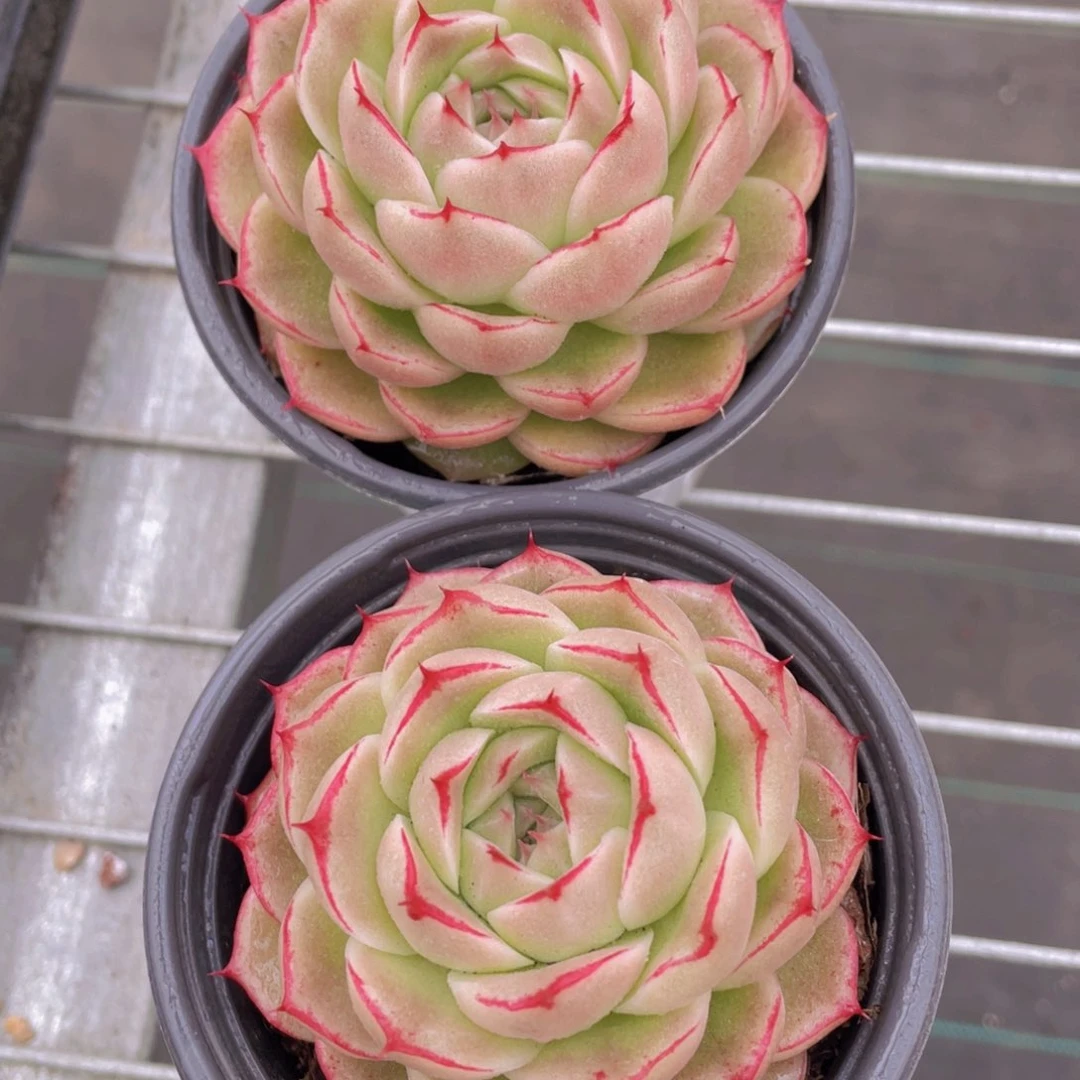 1048号 宽叶母本精品麦秆单头一个