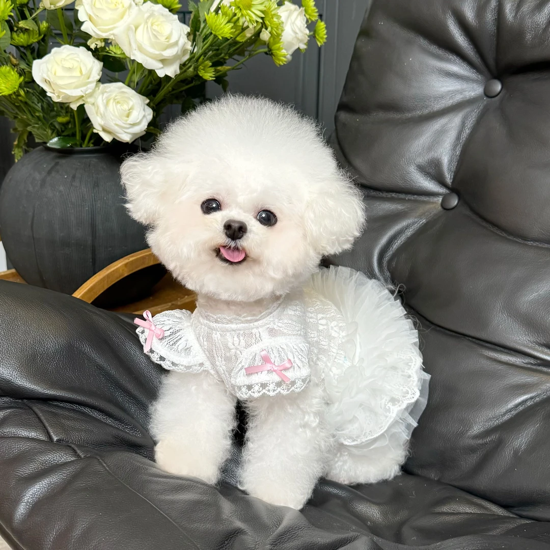 五只小白熊原创宠物衣服春夏新款蕾丝婚纱蓬蓬裙狗狗猫咪薄款裙子