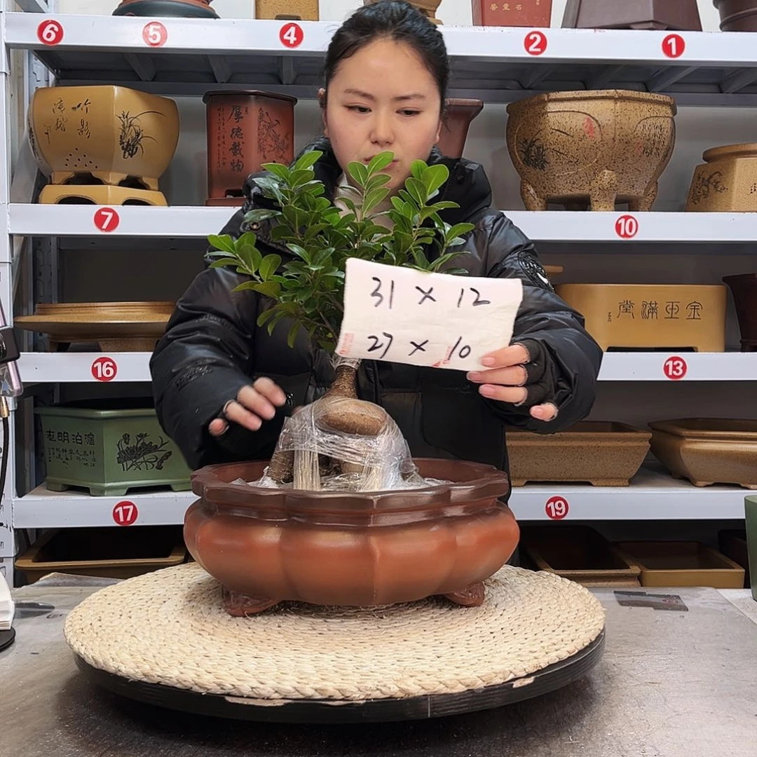 紫砂花盆紫砂花盆