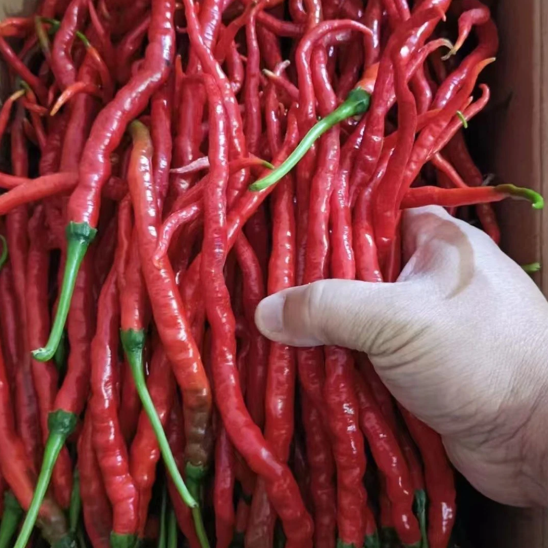 贵州高山本地红鸡爪辣椒