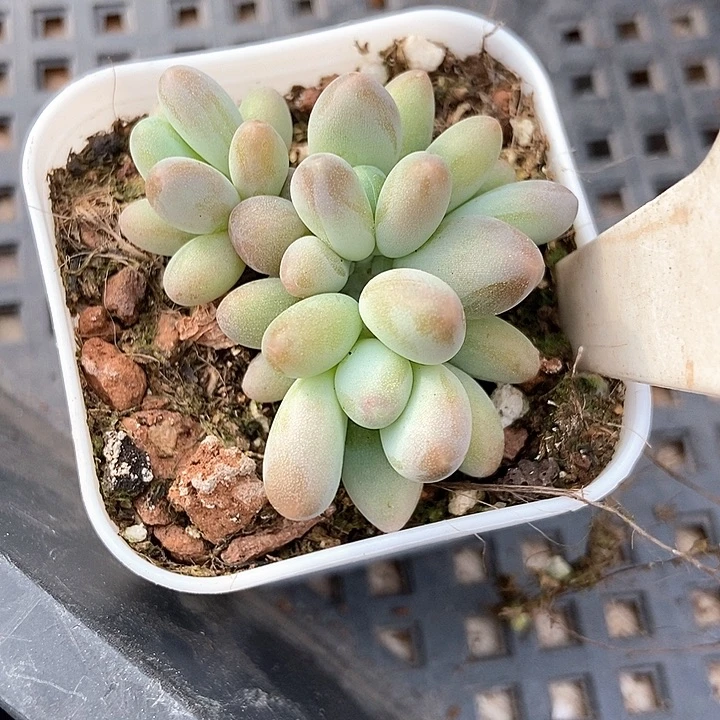 多肉植物企鹅2027