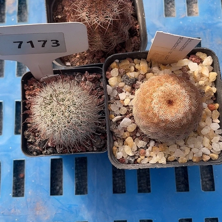 变***龙7185 和 7173 和 7823 一起裸根发货，给名字