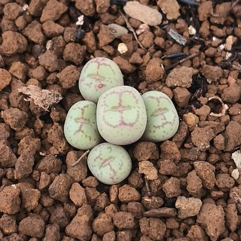 多肉肉锥 白花猴脸
