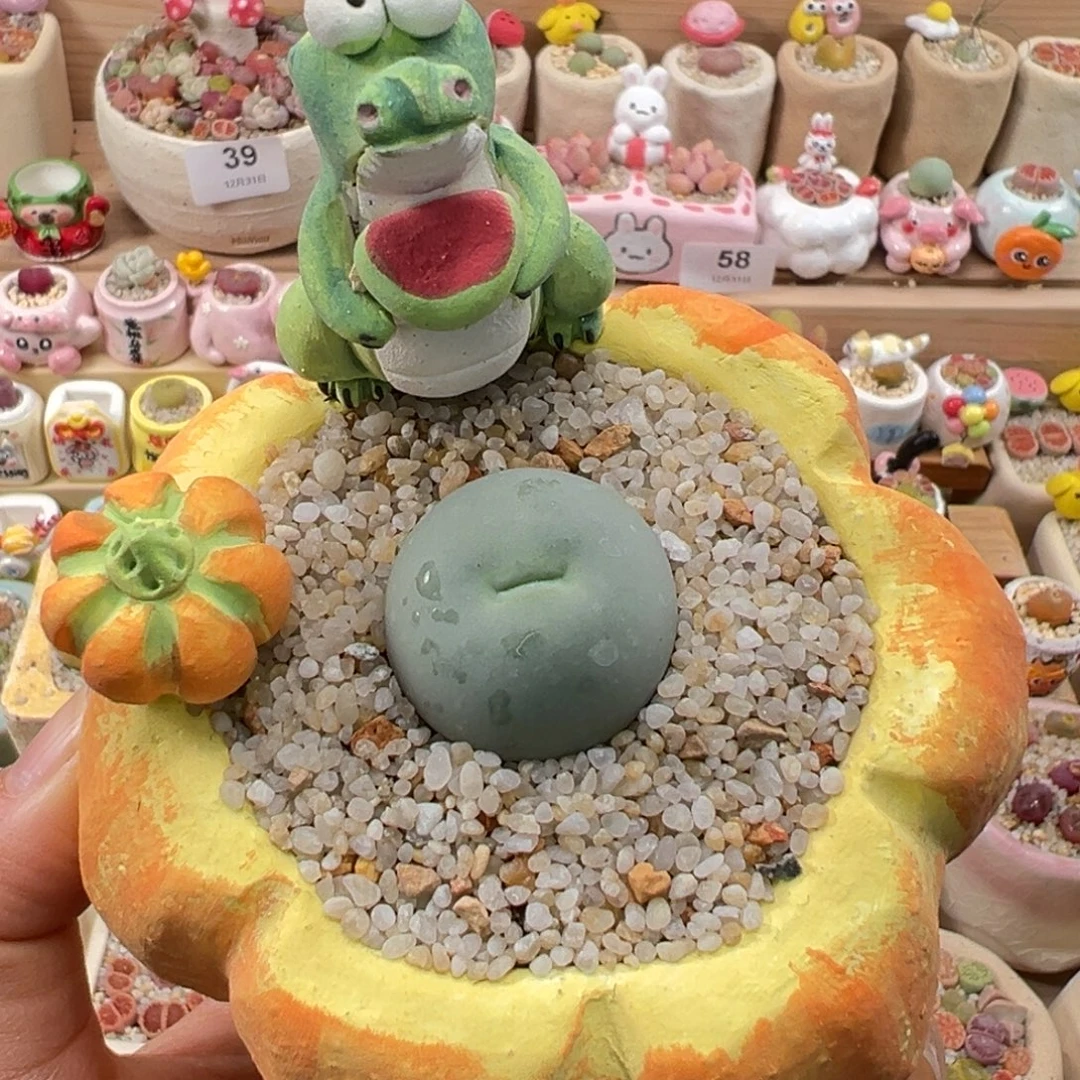 多肉植物89号鸽子蛋