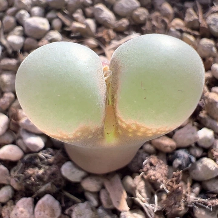 A850.  超白窗。 青蛙种源优选五年母本b23.