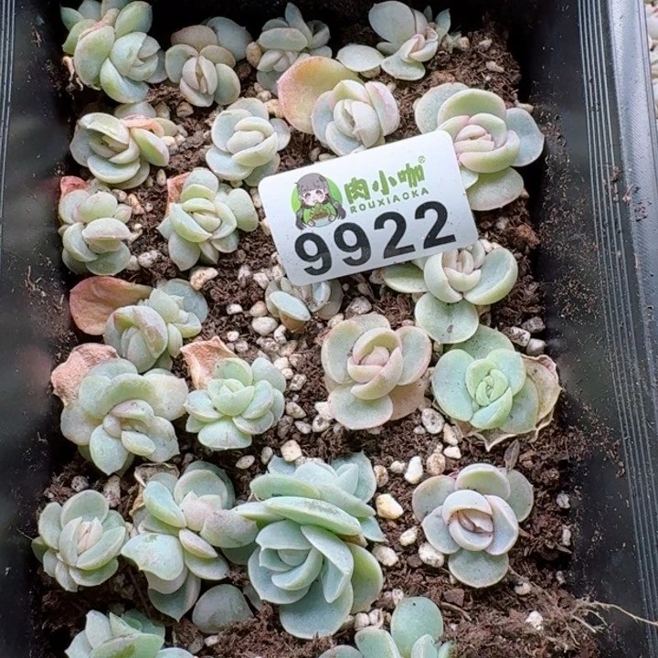 修****?多肉植物多肉植物