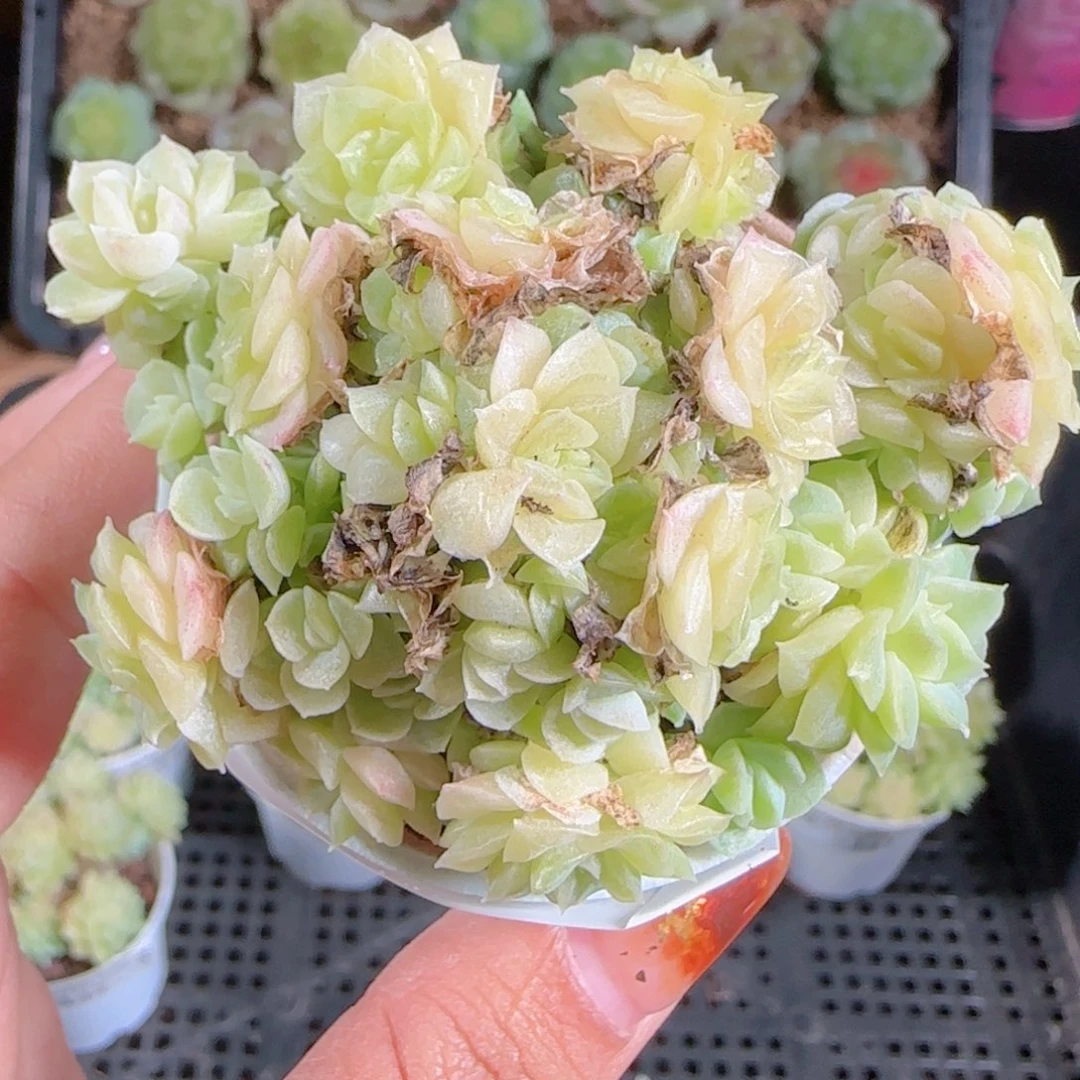 1022-143麦秆优选不包整