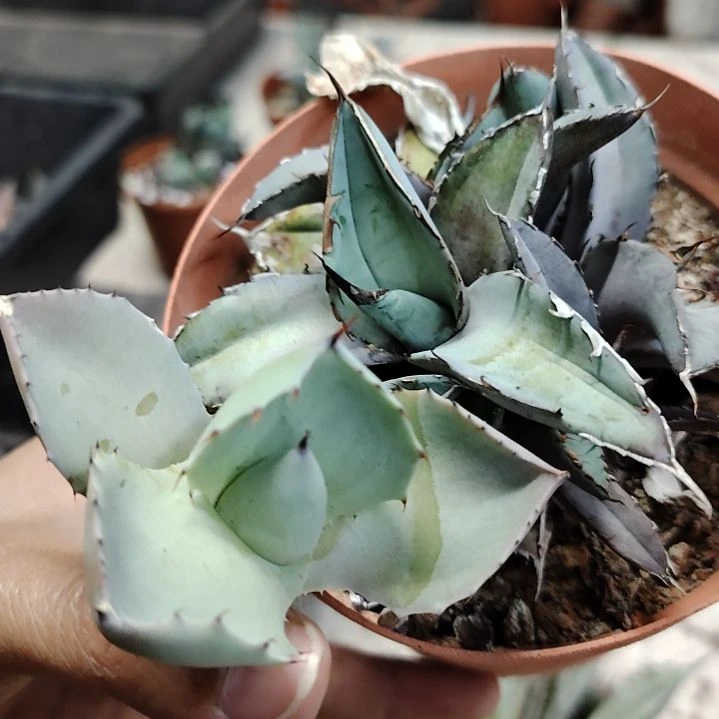 龙舌兰顶芽组合苗