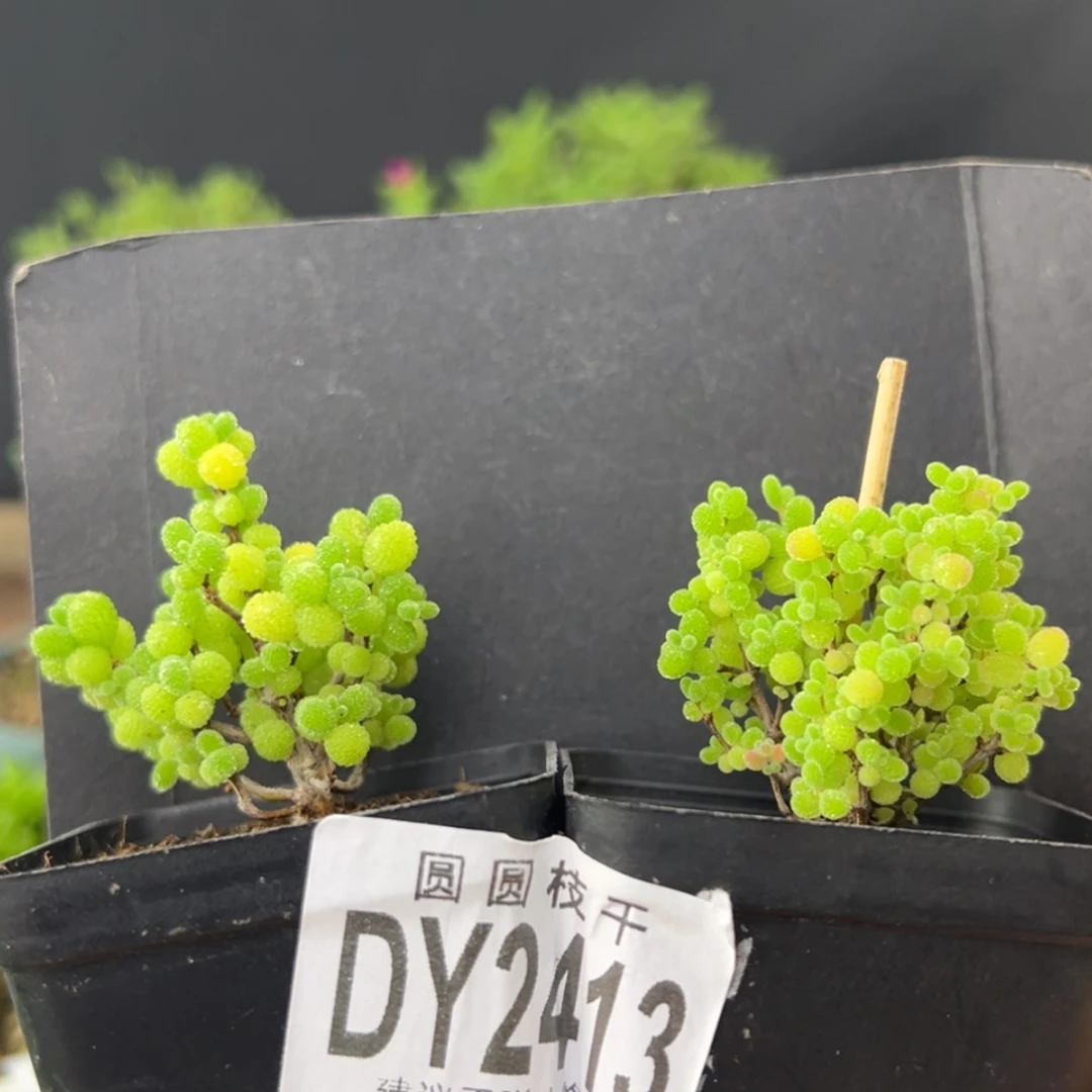 【闪购商品】精控dy2413金桔蜜橘组合价