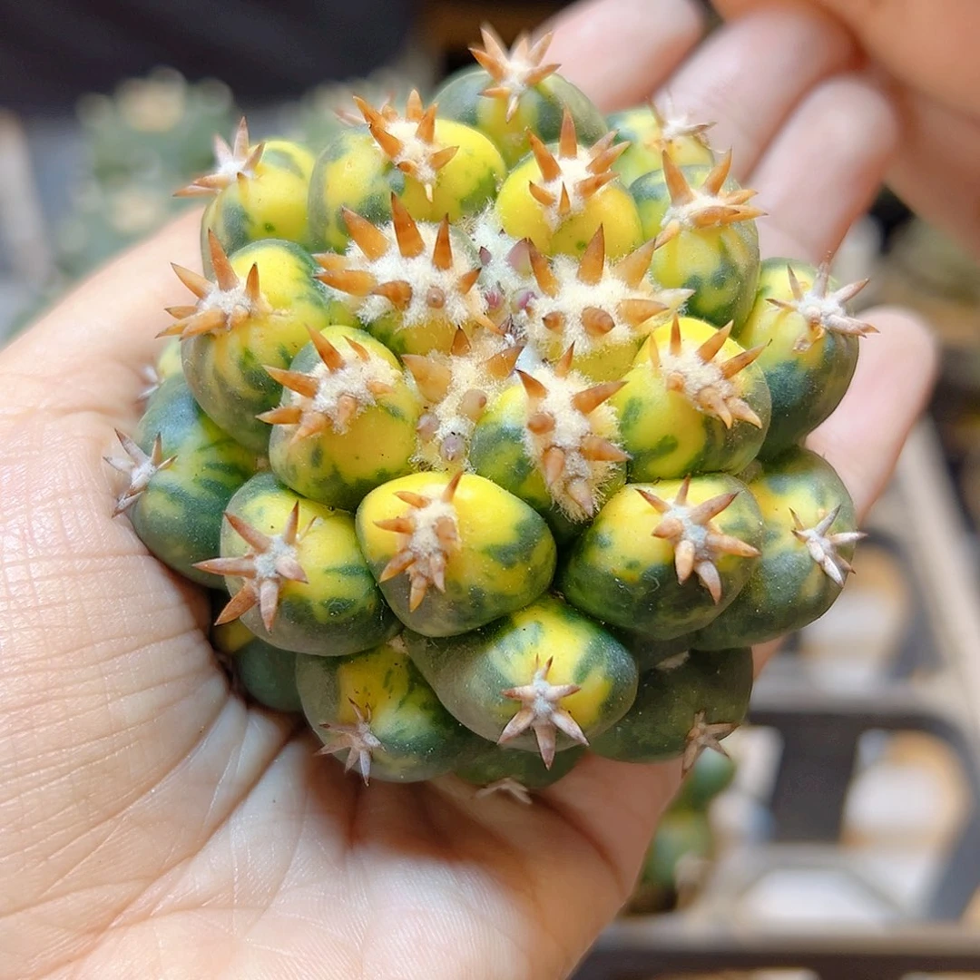 短豪刺獠牙锦无根7公分