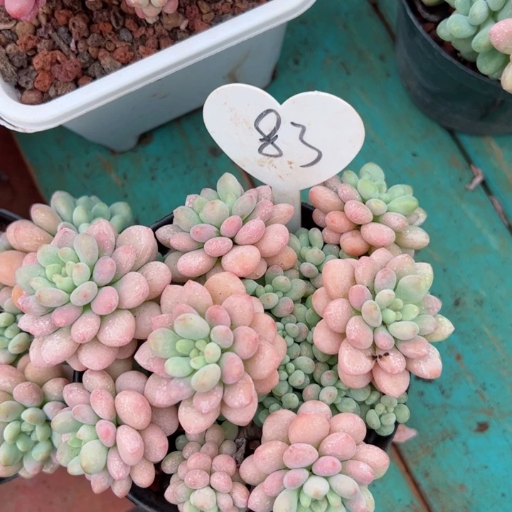 83洛可可平平安安健健康康