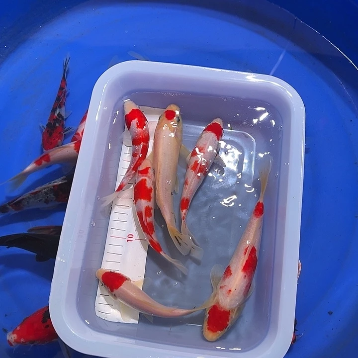 海水鱼锦鲤的尾巴是