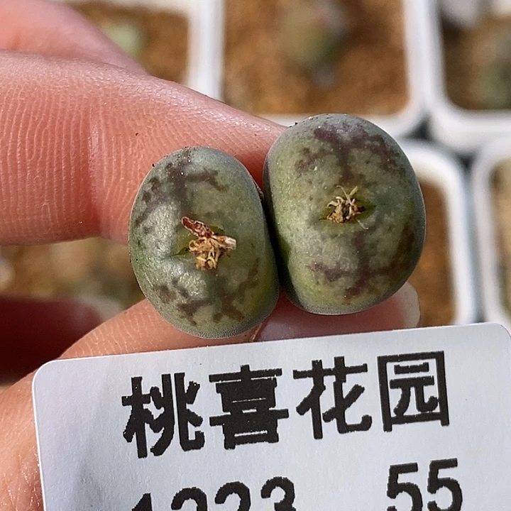 1223-55-开播福利杂。