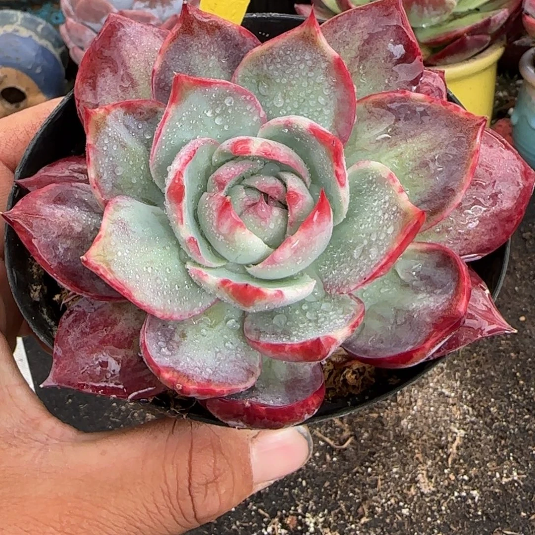 惊鸿一物一拍包装收缩花旱281