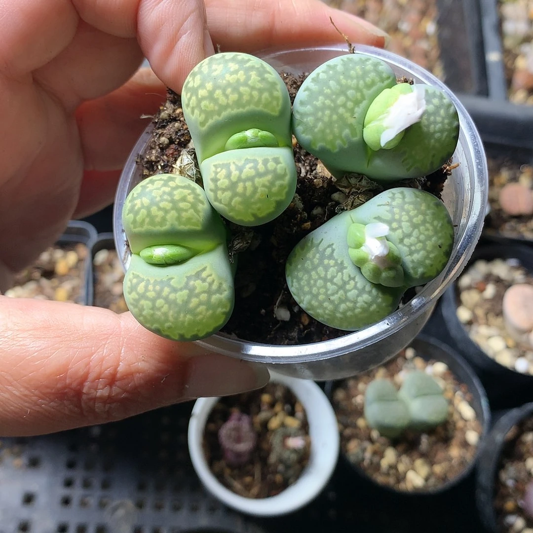 H132多肉植物保护研究所