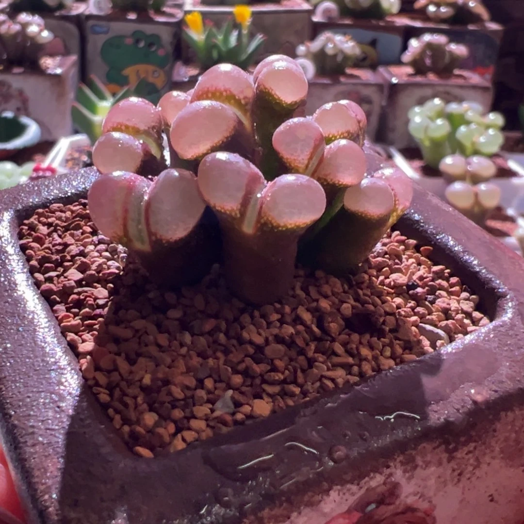 韩系小粉，肉锥植物