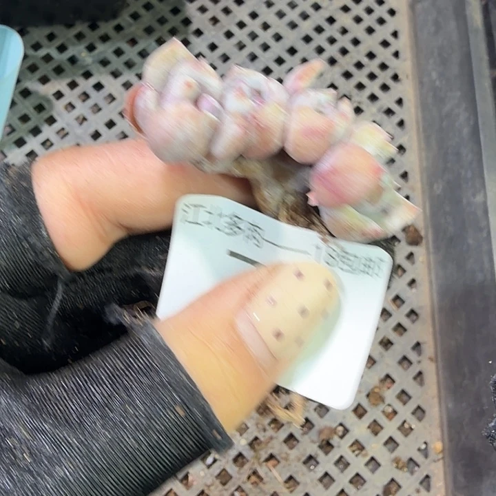 小****70 号到手1框江北多肉
