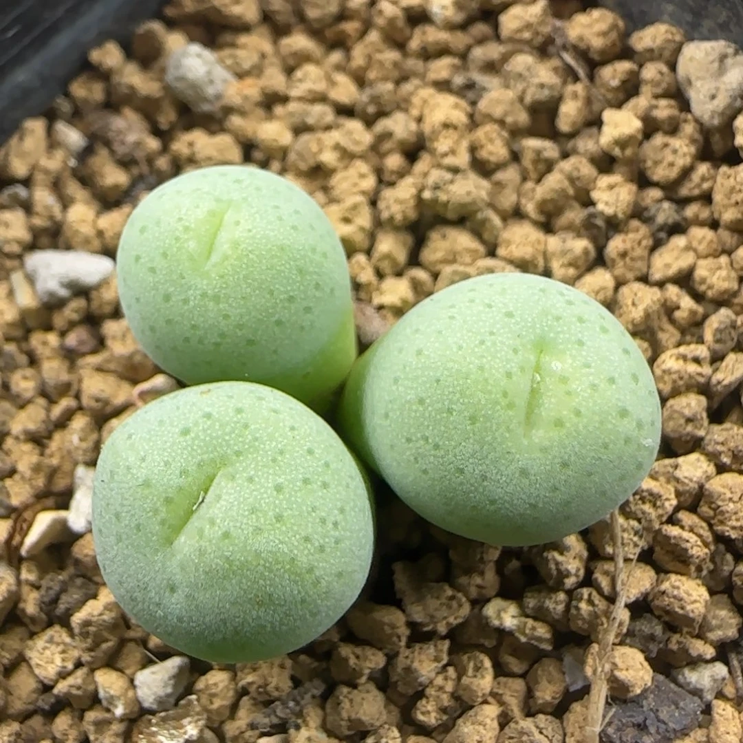 青春痘群多肉植物265
