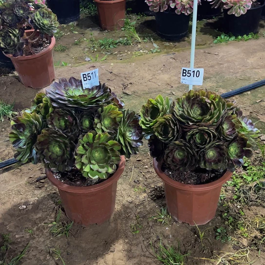 李*.寄养墨染两棵510 511