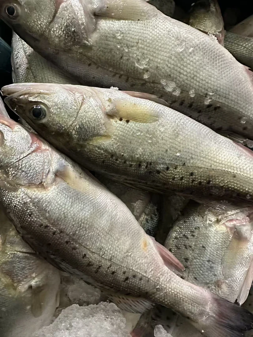 福建海鲜 新鲜海钓鲈鱼