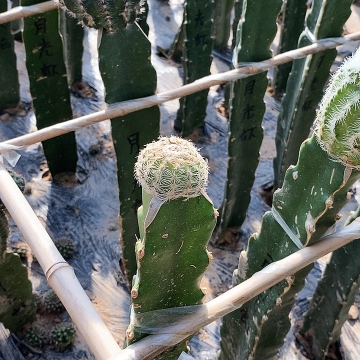 A****宁三光 月光 丽光 各一个