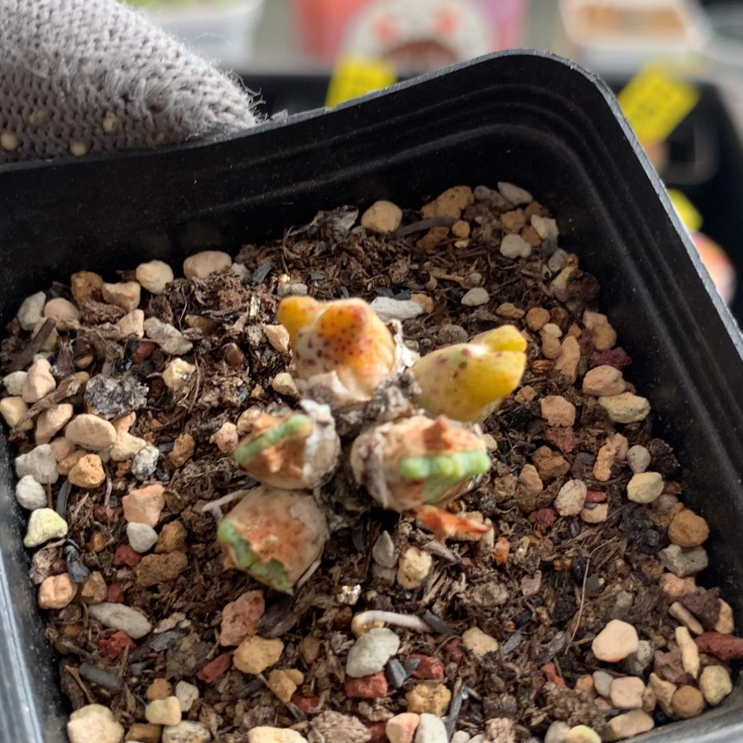 540鹿角斑马一颗