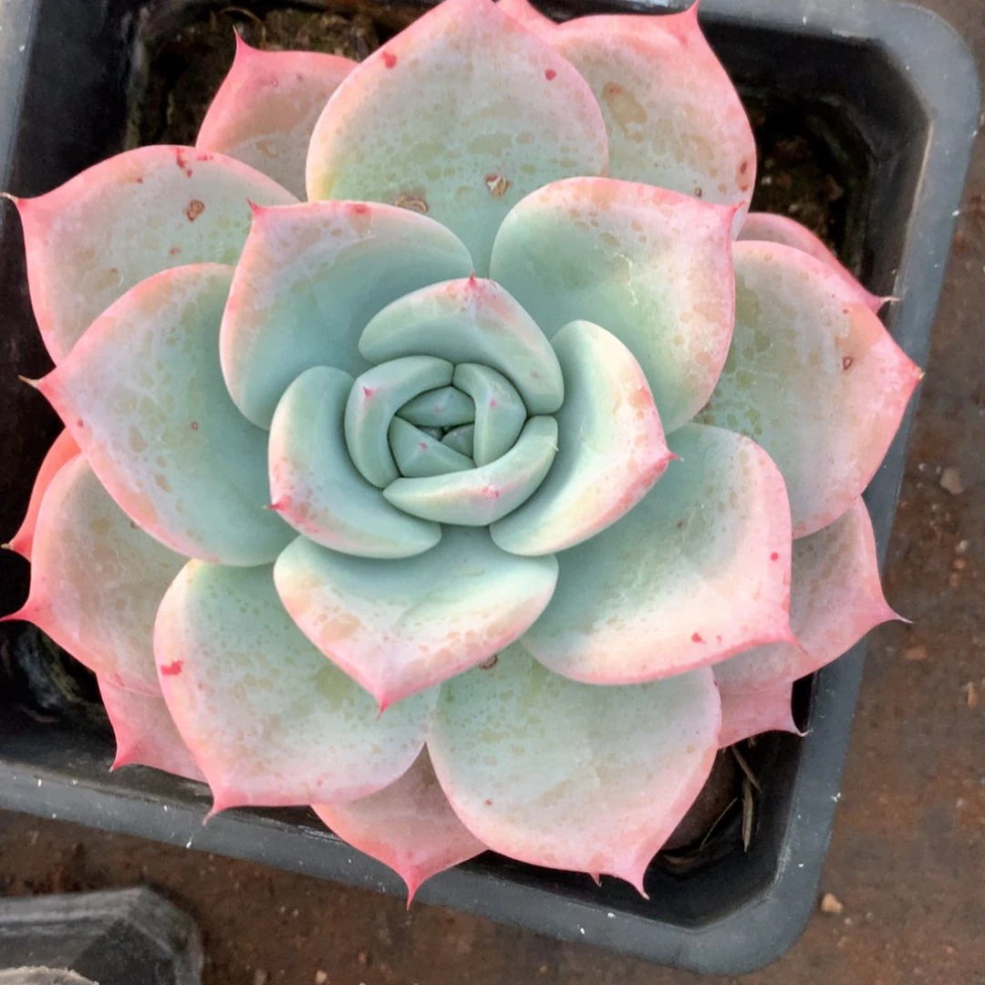 6258有叶伤特价处理