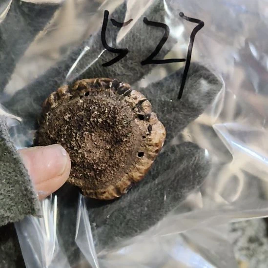 奋***为鹿角鹿角鹿角鹿角鹿角鹿角