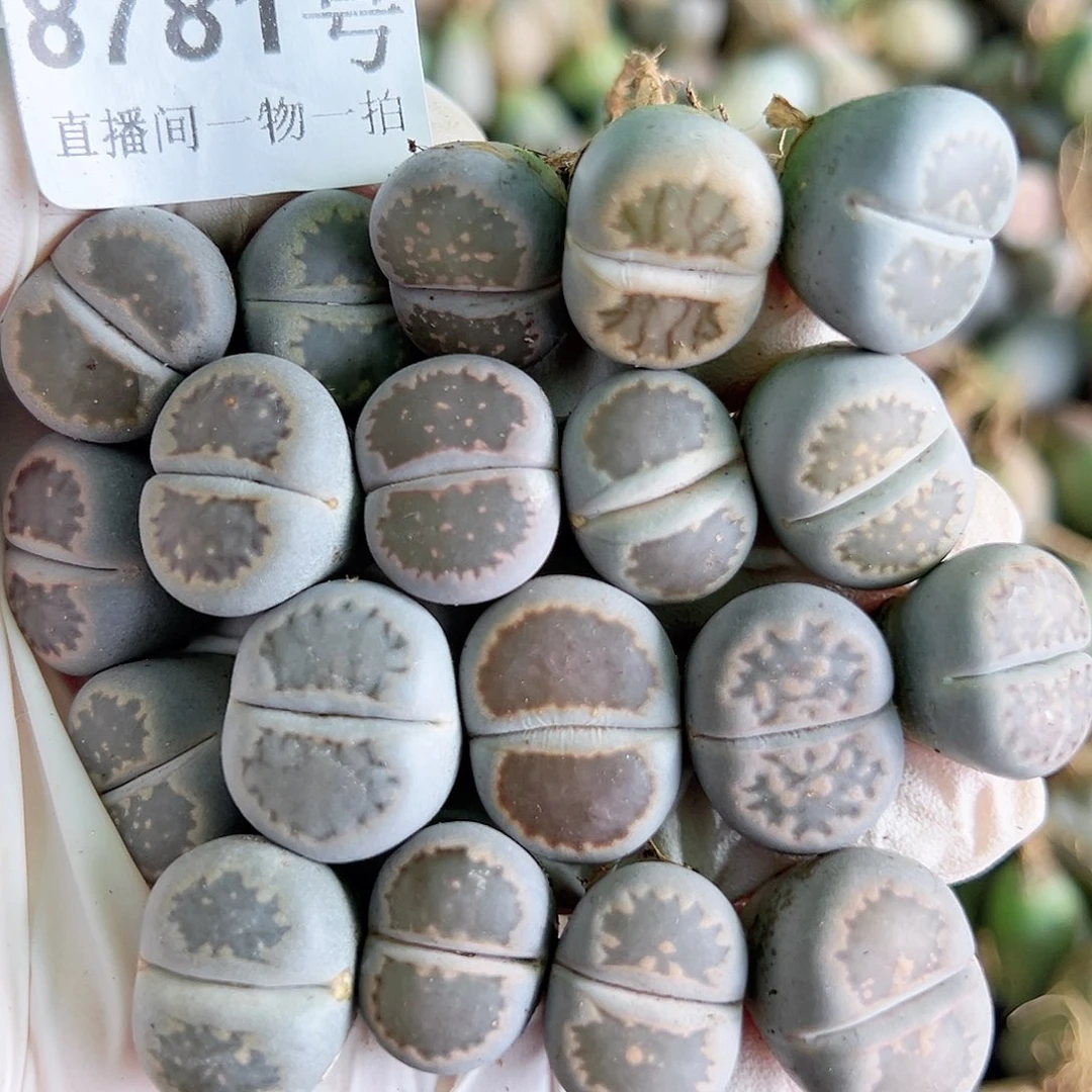 8781 好养易活生石花大母本19个