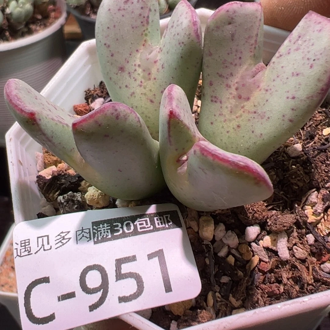多肉植物111111111111