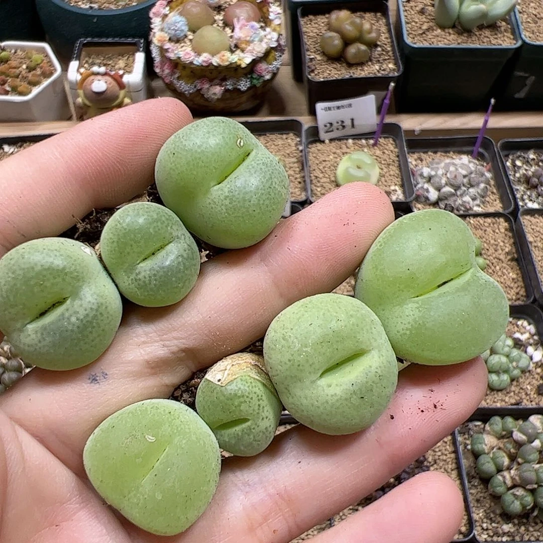 【闪购商品】298 秒
