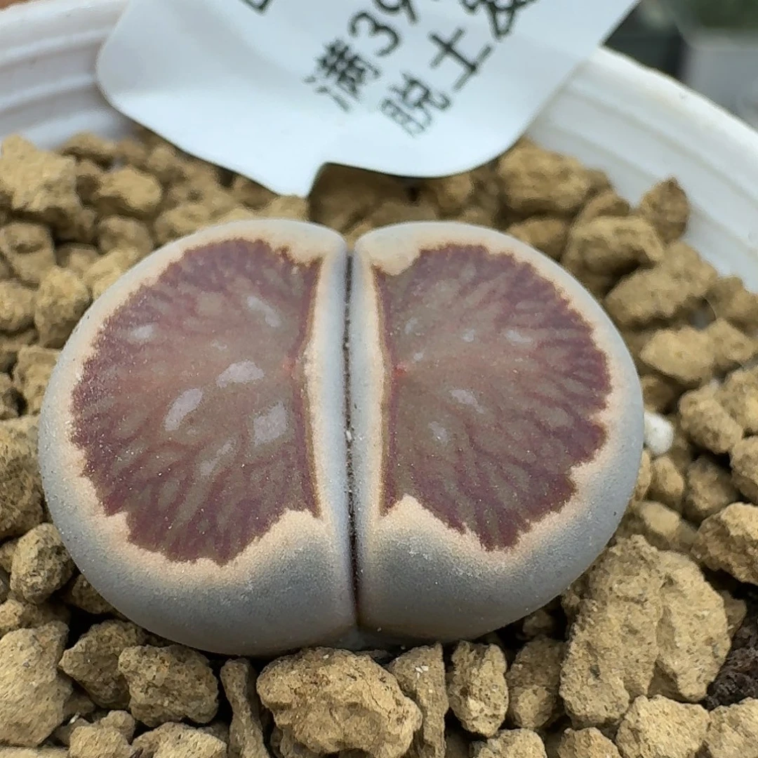 280多肉哈哈哈哈哈哈哈哈