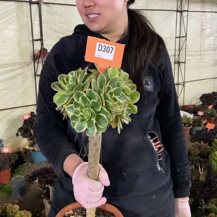 @**宝307大绿叶玫瑰老桩