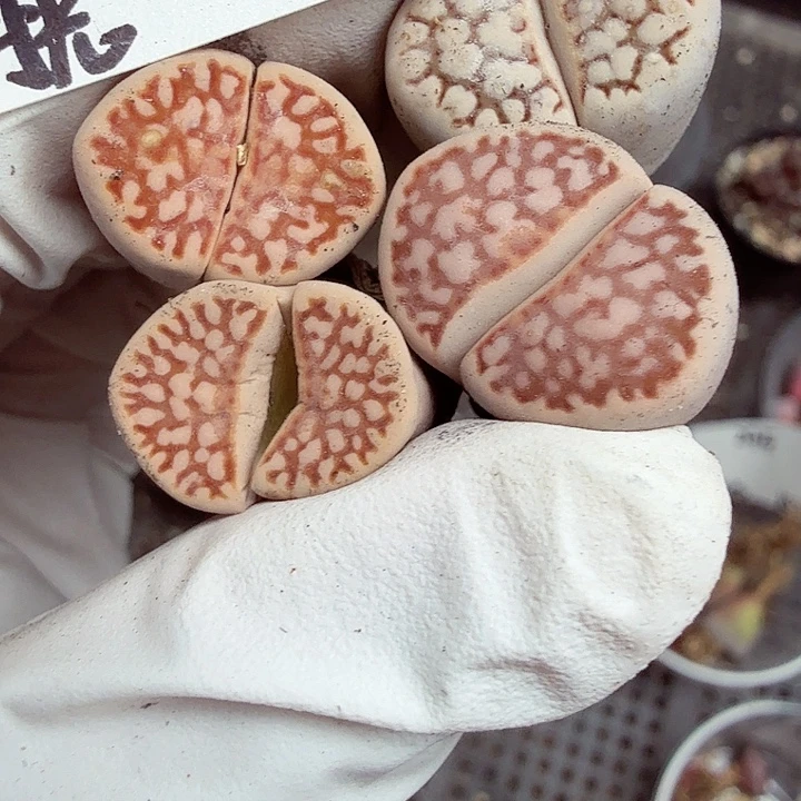 好喜欢这种可爱鬼296哈哈