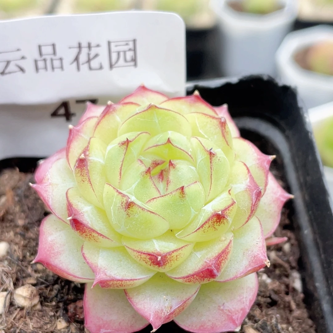 47号糖心冰心珍妮