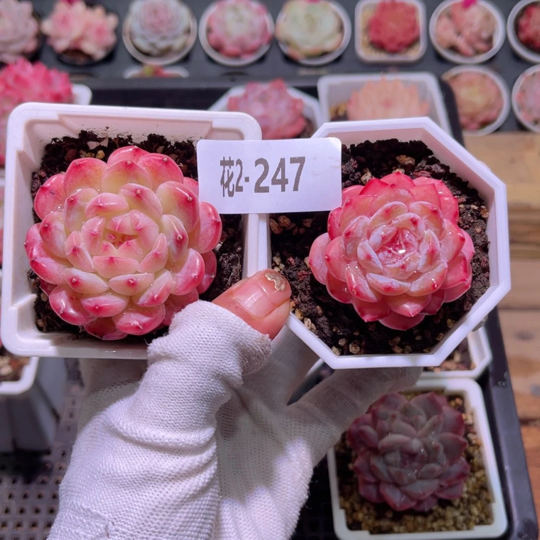 花02-247精选糖心➕雪颜玉