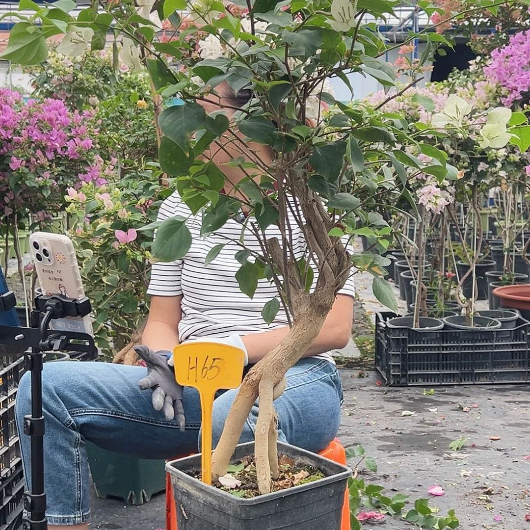 7***8大部分花苞少量开放H65绿樱